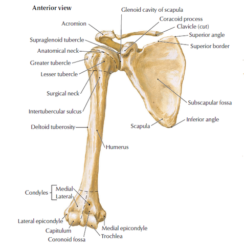 Shoulder Anatomy - MSK Learning PortfolioUpper Limbs